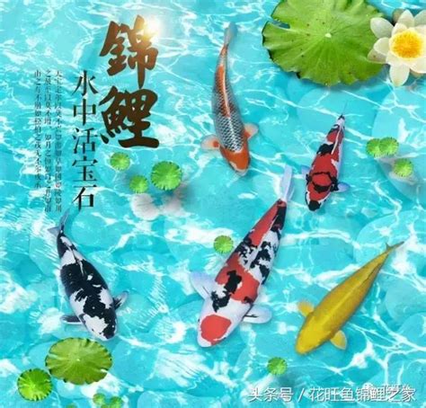 招財風水魚|養對魚數：財運滾滾來